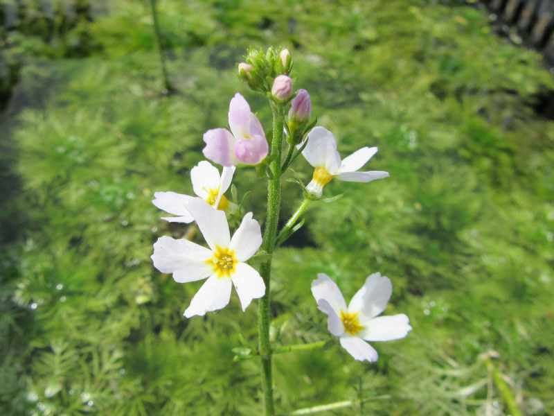 Wasserfeder - Hottonia palustris